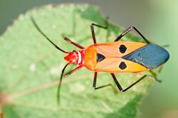Dysdercus Cingulatus-Fabricius - Red cotton stainer bug.jpg