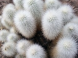 Echinocereus nivosus 2.jpg