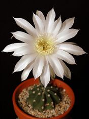 Echinopsis subdenudata203.jpg