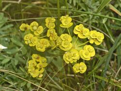 Euphorbiaceae - Euphorbia nicaeensis.JPG