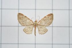 Eupithecia costalis (33786983070).jpg