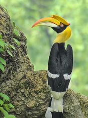 Female Great Hornbill by Shantanu Kuveskar.jpg