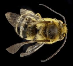 Florilegus condignus, U, back 1, District of Columbia, US National Arboretum, Valley West Plot 2013-04-19-14.37.44 ZS PMax (8948316937).jpg