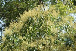 Flower of Civit tree (Swintonia floribunda).jpg