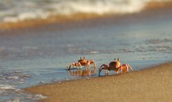Ghost Crab (Ocypode ryderi) by hyper7pro Flickr, South Africa.jpg