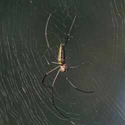 Giant wood spider (Nephila pilipes) female 2.jpg