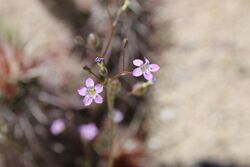 Gilia brecciarum (32855885744).jpg