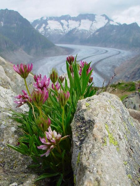 File:Glacier d'Aletsch avec fleurs.jpg