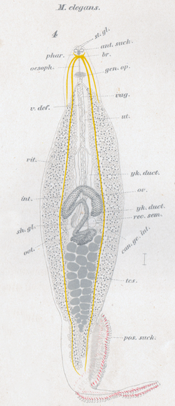 Goto 1894 - Studies on the Ectoparasitic Trematodes of Japan - Plate 1 - Microcotyle elegans.png