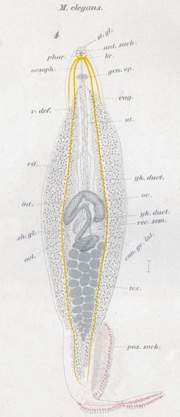 File:Goto 1894 - Studies on the Ectoparasitic Trematodes of Japan - Plate 1 - Microcotyle elegans.png
