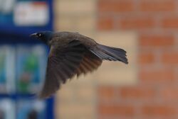 GrackleInFlight.jpg