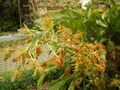 Grammatophyllummultiflorumjf9215 10.JPG