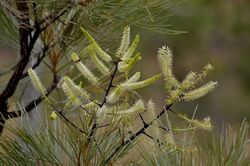 Grevillea erythroclada flowers.jpg