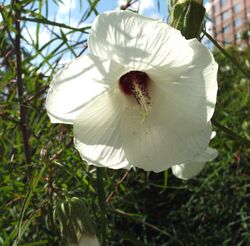 Hibiscus dasycalyx.jpg