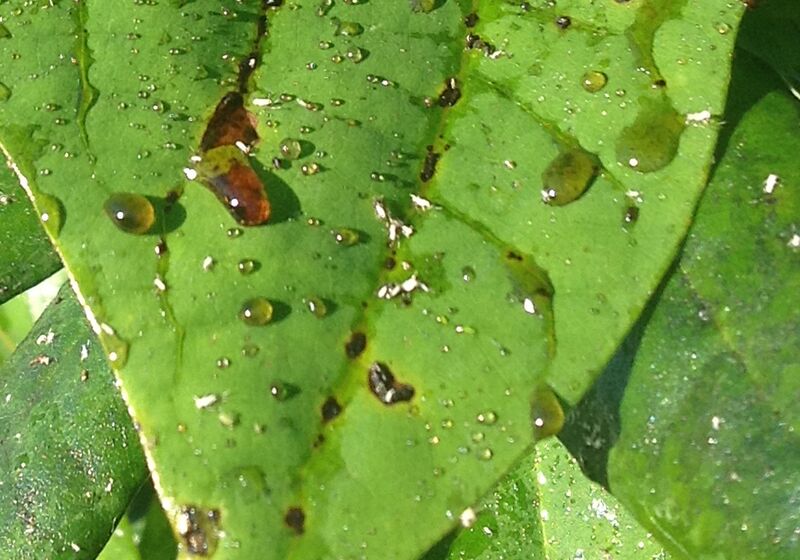 File:Honeydew on a leaf (cropped).jpg