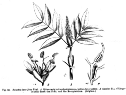 Humboldtia laurifolia Taub80.png