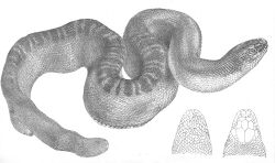 Hydrus Stokesii (Discoveries in Australia).jpg