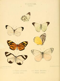 Illustrations of new species of exotic butterflies Pieris I.jpg