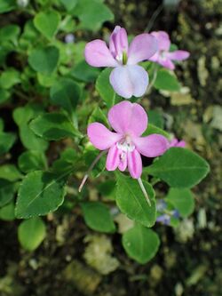 Impatiens pseudoviola kz05.jpg