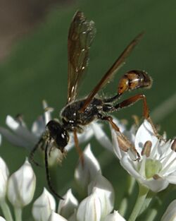 Isodontia elegans.jpg