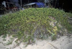 Juniperus horizontalis, Pancake Bay PP.jpg