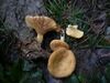 Lactarius alpinus 41542.jpg