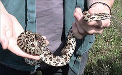 Lampropeltis calligaster calligaster.jpg