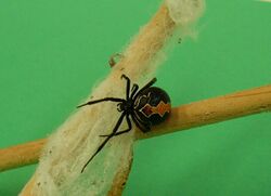 Latrodectus katipo.jpg