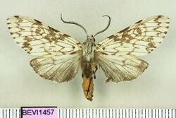 Lepidozikania similis.JPG