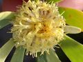 Leucadendron chamelaea 53676214.jpg