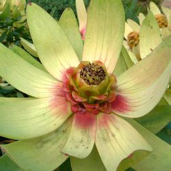 Leucadendron tinctum at Kirstenbosch (36204827460).jpg