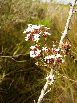 Leucopogon assimilis.jpg