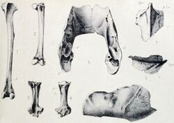 Lophopsittacus fossils.jpg