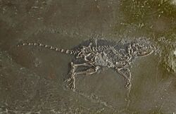 Macrocranion tupaiodon 01.jpg