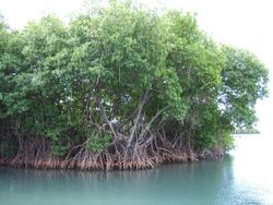 Mangroves in Puerto Rico.JPG