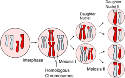 Meiosis Overview new.svg