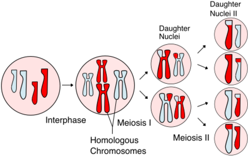 File:Meiosis Overview new.svg