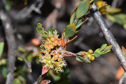 Melaleuca pauciflora.jpg