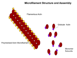 Microfilament Structure.svg