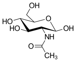 N-Acetylglucosamine.svg