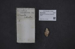 Naturalis Biodiversity Center - RMNH.MOL.131164 - Ocinebrina interfossa (Carpenter, 1864) - Muricidae - Mollusc shell.jpeg
