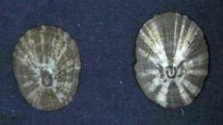 Naturalis Biodiversity Center - RMNH.MOL.136170 - Patelloida heroldi (Dunker, 1861) - Lottiidae - Mollusc shell 2.jpeg