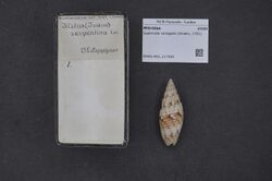 Naturalis Biodiversity Center - RMNH.MOL.217582 - Scabricola variegata (Gmelin, 1791) - Mitridae - Mollusc shell.jpeg