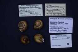 Naturalis Biodiversity Center - RMNH.MOL.307891 - Cattania haberhaueri (Sturany, 1897) - Helicidae - Mollusc shell.jpeg