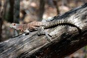 Oplurus Cuvieri Kirindy Madagascar.jpg