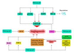 P53 and angiogenesis.png