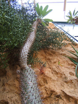 Pachypodium lamerei.PNG