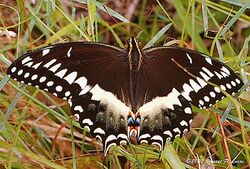 Papilio palamedes.jpg
