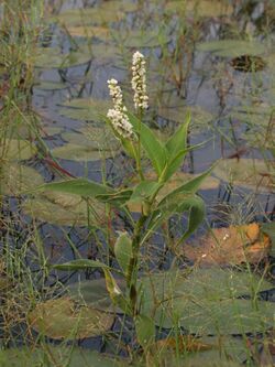 Persicaria attenuata subsp. pulchra in Thailand.jpg