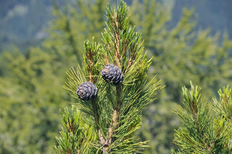 File:Pinus cembra cones in Gröden.JPG